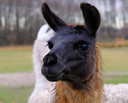 Llama